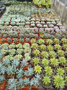 Best wholesale plant nursery in Bangalore- lowest price in the market guaranteed