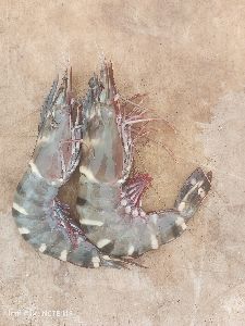 Sea prawn