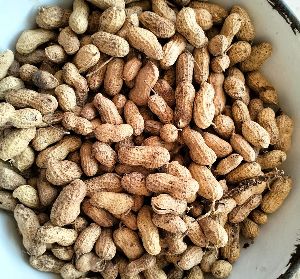 Shelled Peanuts