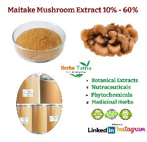 Maitake Mushroom Extract 10%-60%