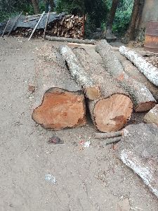 mango wood logs size
