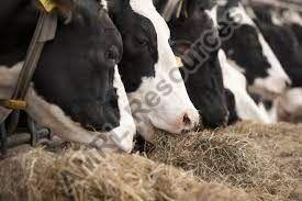 increase milk cow feed additive
