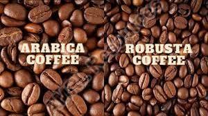 arabica robusta coffee beans