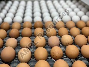 fresh white table chicken eggs