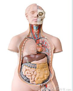 Human Anatomy Model