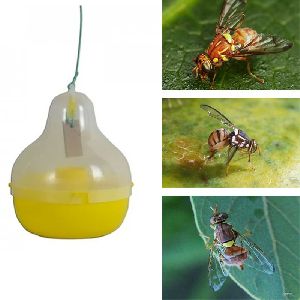 Insect Traps