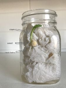 Seed Germination Jar