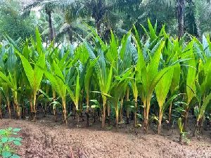 Tender Coconut Plant