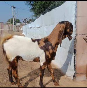 Ask Goat Farm Pvt Ltd Rajasthan