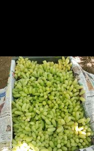 Solapur grapes