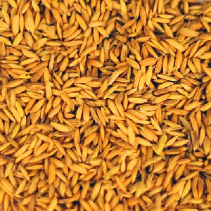Paddy Seed Coating Polymer