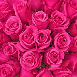 Dark pink Rose