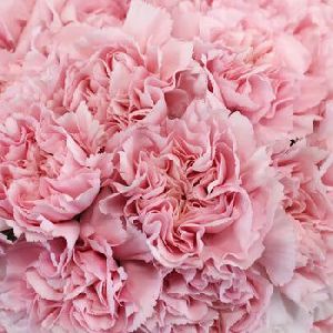 fresh carnation flower