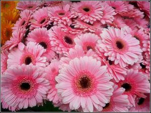 Fresh Gerbera Flowers