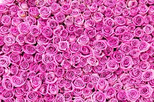 Wham pink rose
