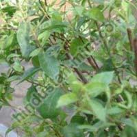 Lawsonia Inermis
