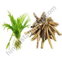 safed musli extract