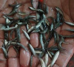 Mirgal fish seeds