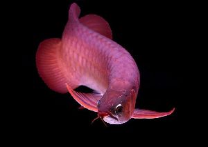 super red arowana fish