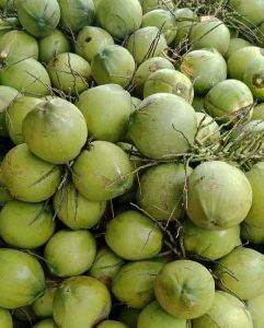 Tender green coconuts