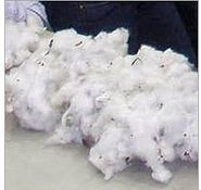 cotton ginning