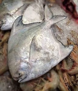 Chinese Pomfret Fish