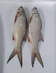 indian salmon fish