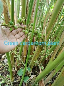 Cardamom Plant