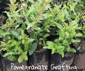 Pomegranate Grafted plant