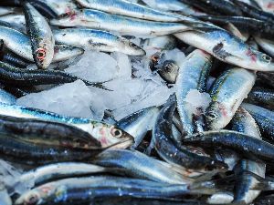 KMP Fresh Sardine Fish, For Yes, Feature : Seafish