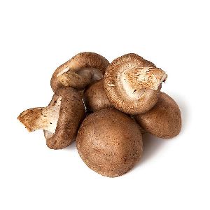 Shiitake Mushroom