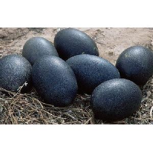 Black Kadaknath Poultry Eggs