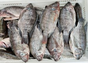 Tilapia Frozen Black and Red Tilapia Fish