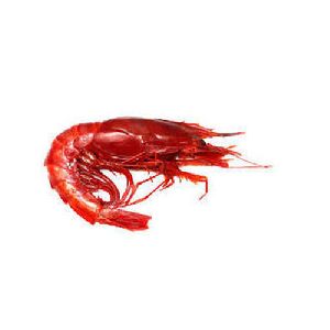 Carabineros Shrimp