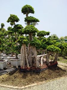 Bonsai Decorative Tree