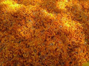 Dried Marigold Flower Petals