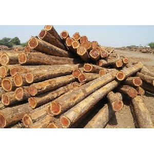 Round Non Polished Hickory Wood Logs, for Making Furniture