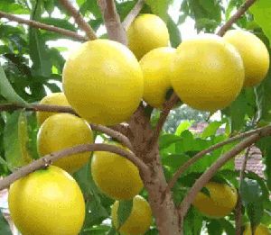 Abiu Fruit Plant