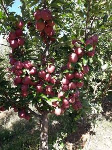 Anna Apple Plant