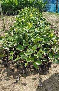 Black Java Plum Plant