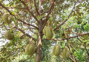 Durian Fruit Plant