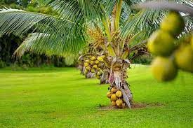 Malysian Yellow Dwarf Coconut Plants