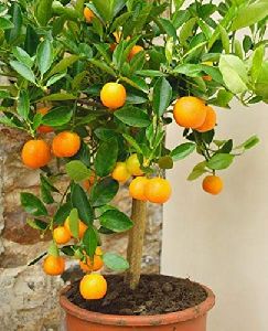 orange plant