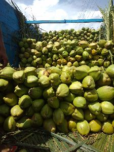 natural coconuts