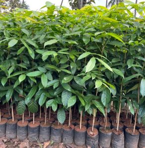 african mahogany plant