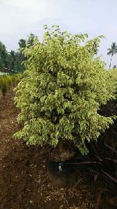 Ficus Starlight Outdoor Plant