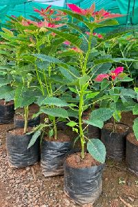 Poinsettia Pink Plant