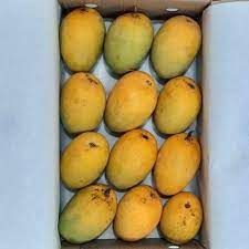 Organic Devgad Alphonso Mango