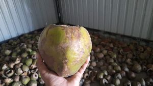 Tender Coconut Husk