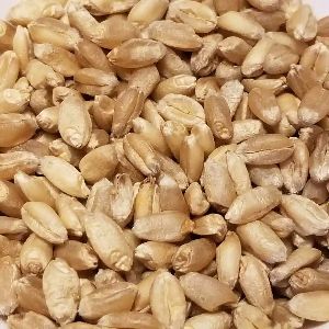 Wheat Seeds